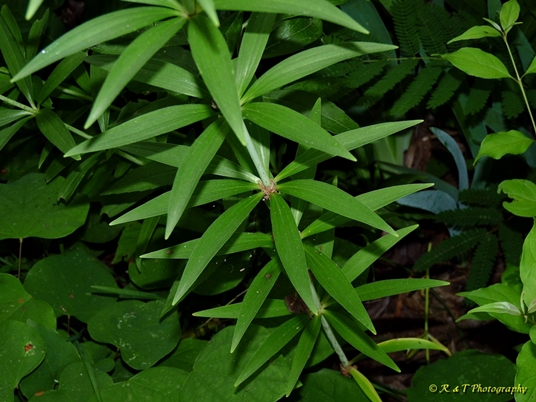 {Lilium canadense}